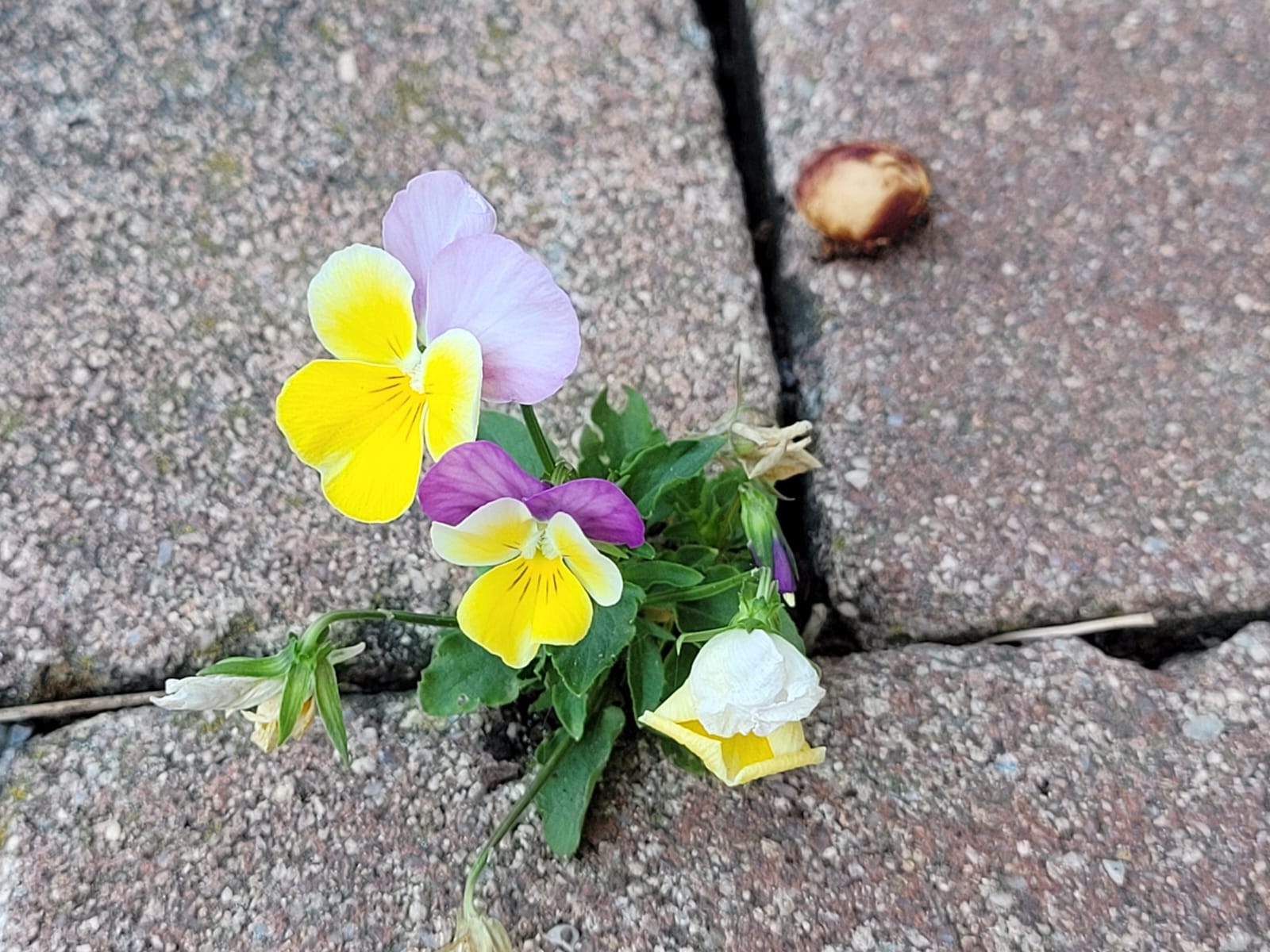 Stiefmütterchen in Gelb, Lila und Weiß wachsen zwischen Pflastersteinen